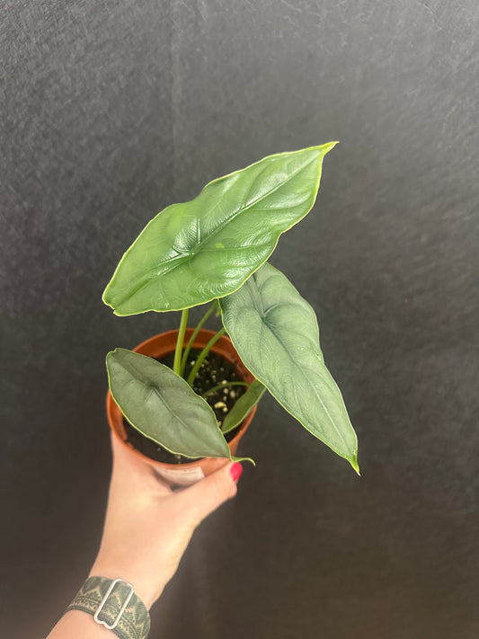 Puncakbornernsis Alocasia 4in