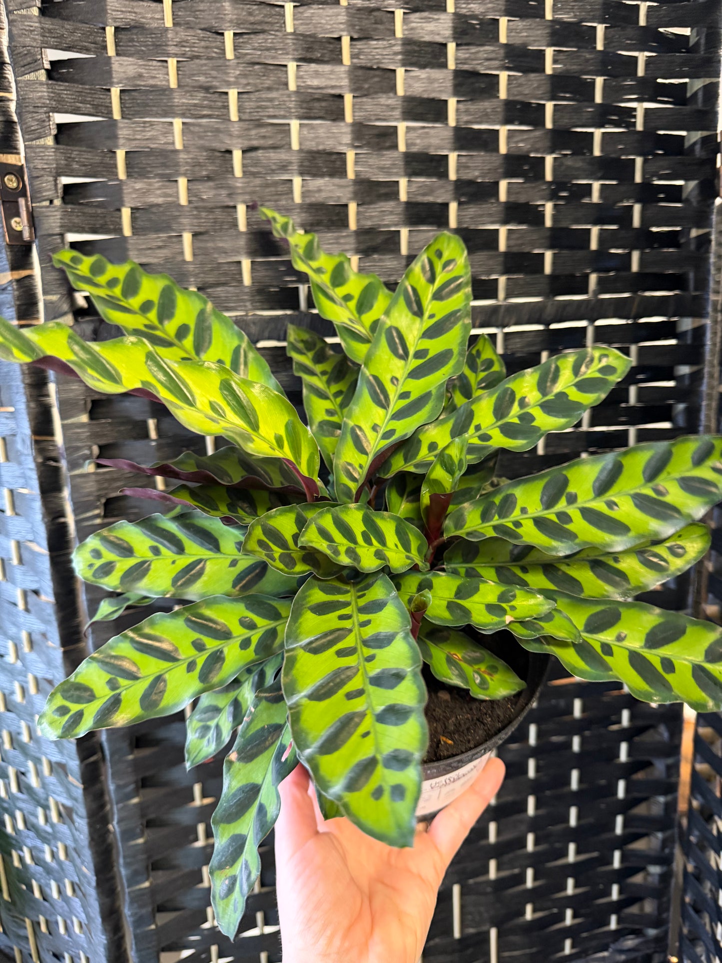 Rattlesnake Calathea 6in