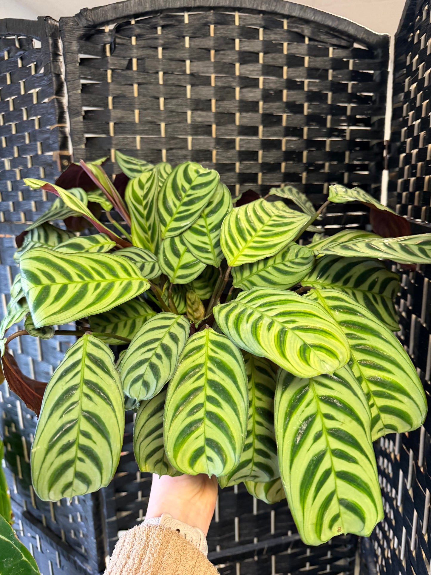 Freddie Calathea 6in