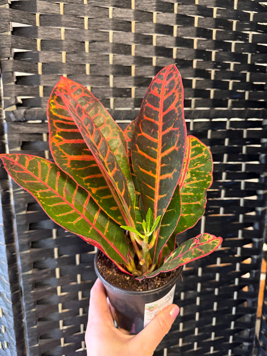 Petra Croton 4in