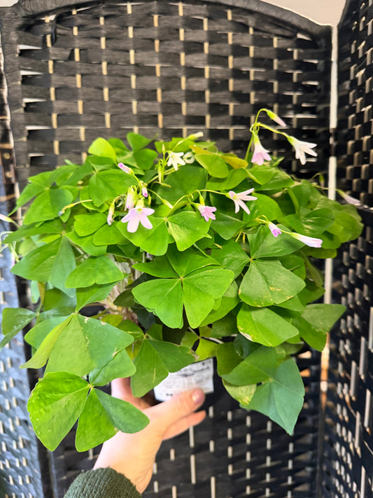 Green Shamrock 6in