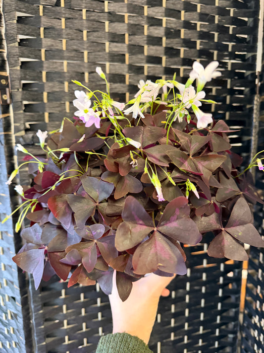Purple Shamrock 6in