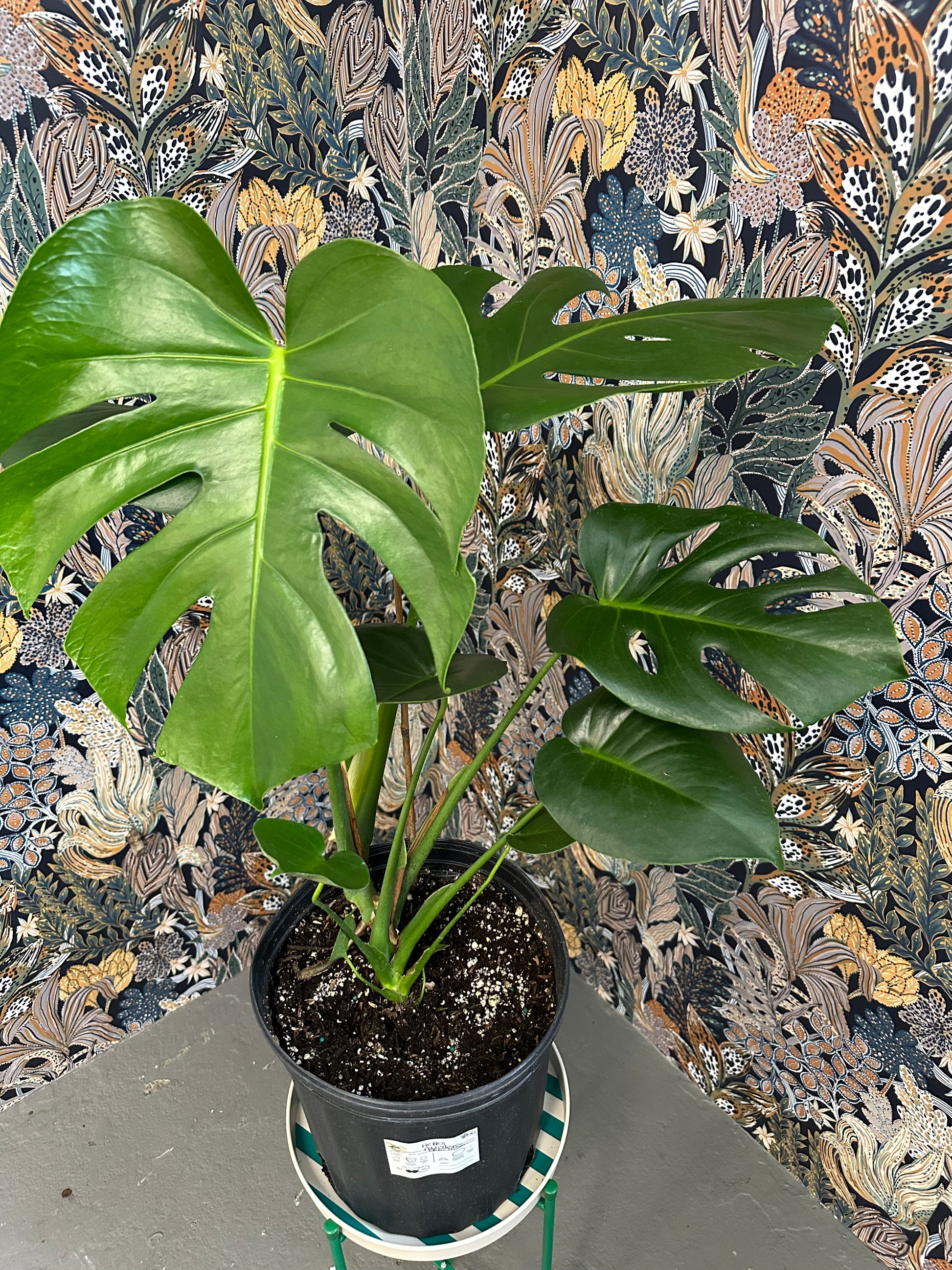 2 gallon monstera deliciosa Monstera deliciosa