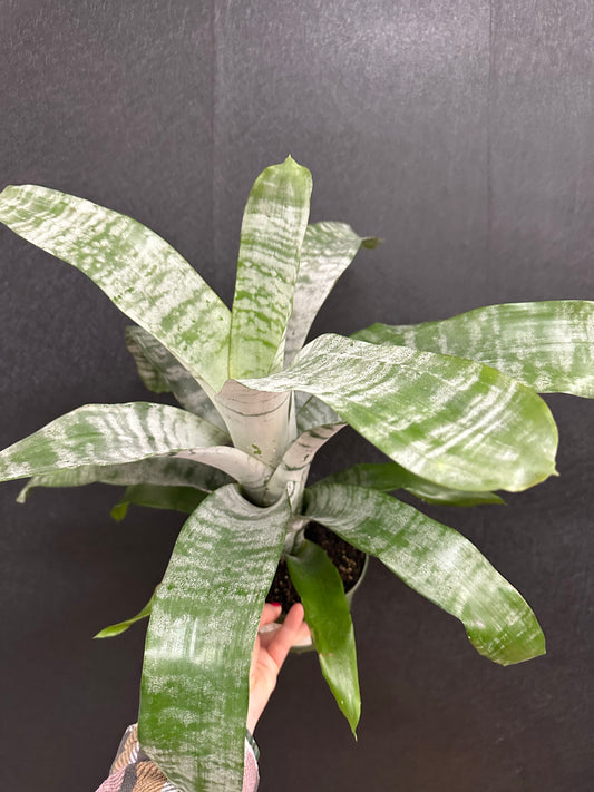 Bromeliad 6in