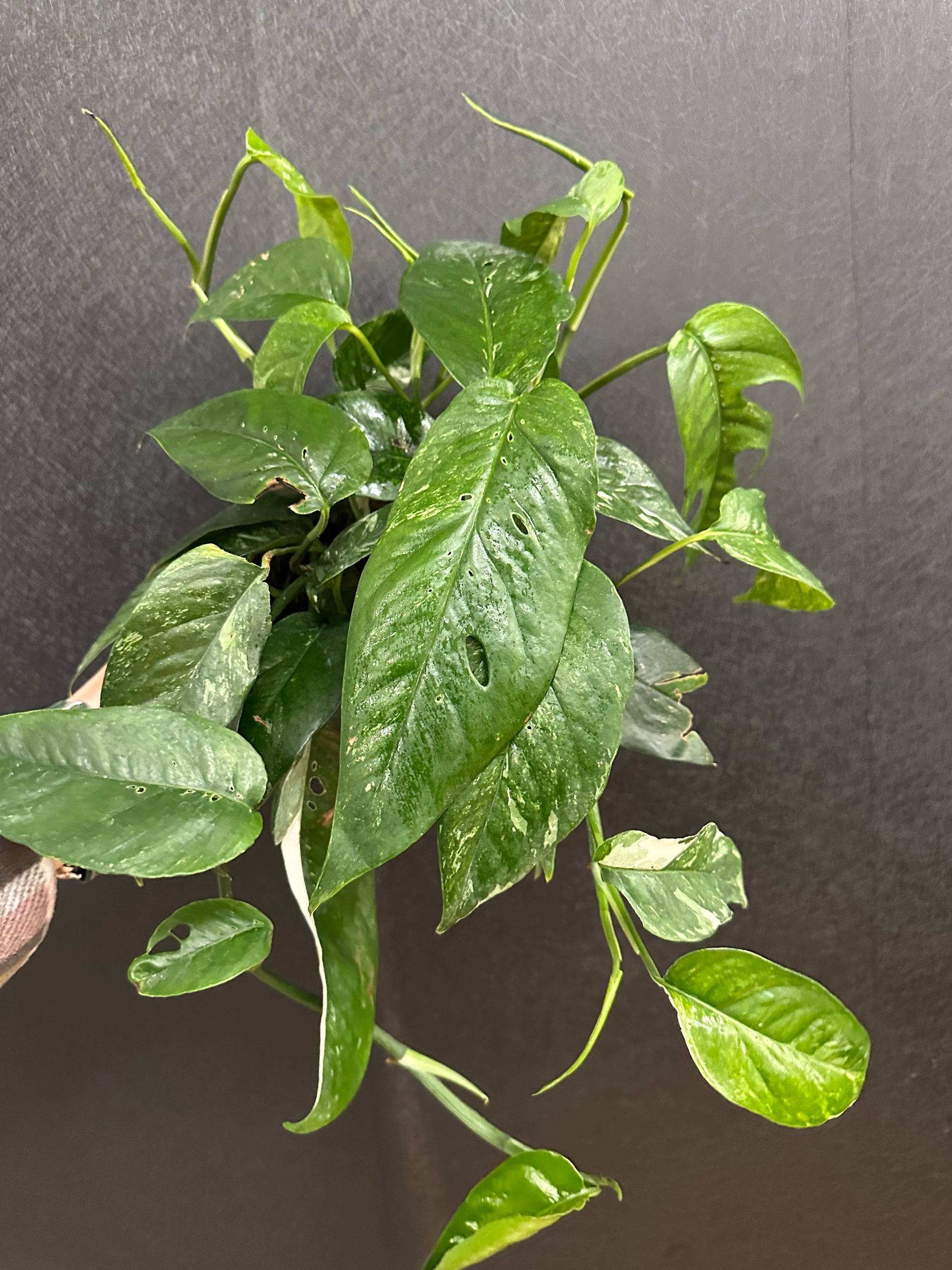 variegated pothos plant Epipremnum Albo, Variegated 6in – Blossom + Branch Houseplants