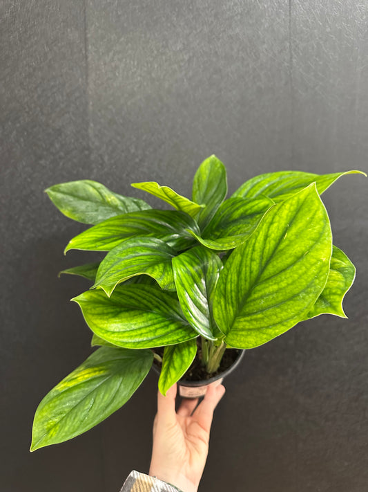 Monstera Peru 6in