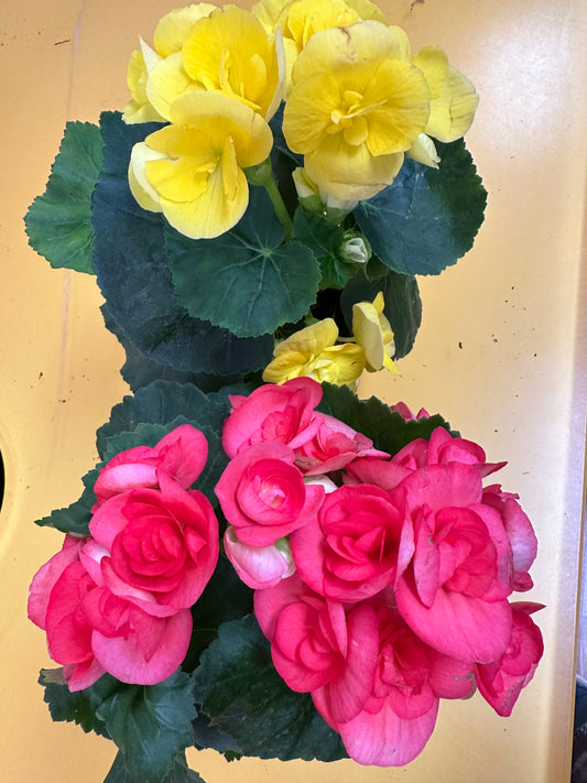 Rieger Begonia 4in