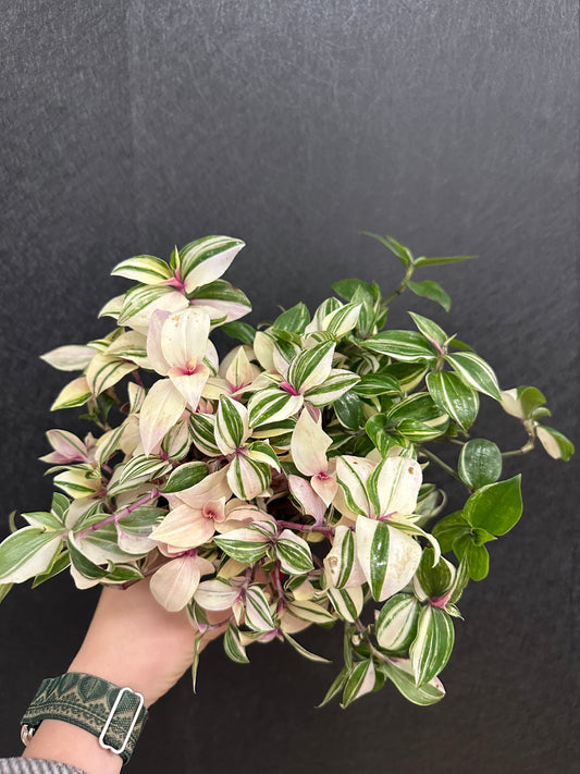 Zebra/Rainbow Tradescantia 4in