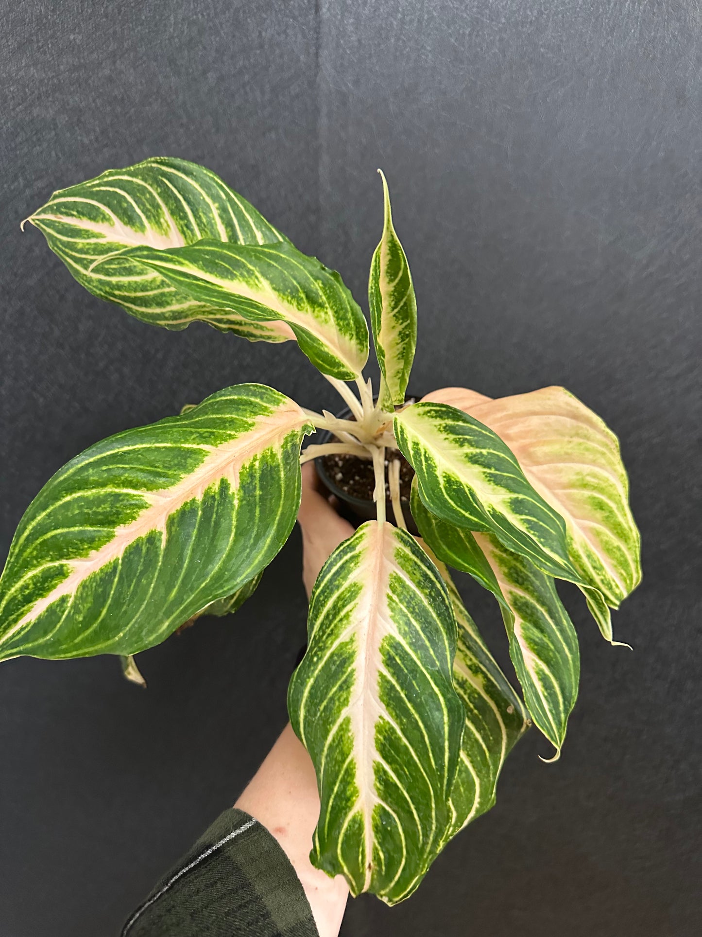 Pink Panama Aglaonema 4in