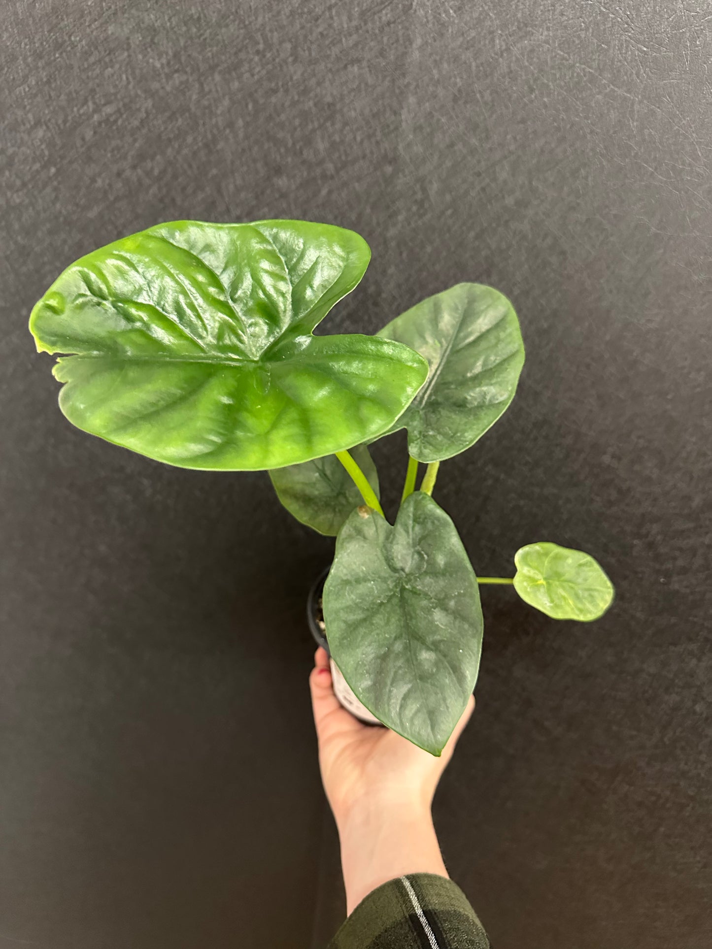 Lukiwan Alocasia 4in