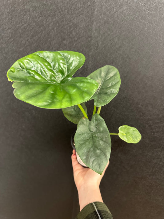 Lukiwan Alocasia 4in