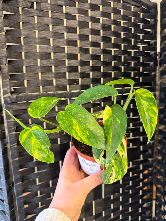 Yellow Mint Epipremnum 4in