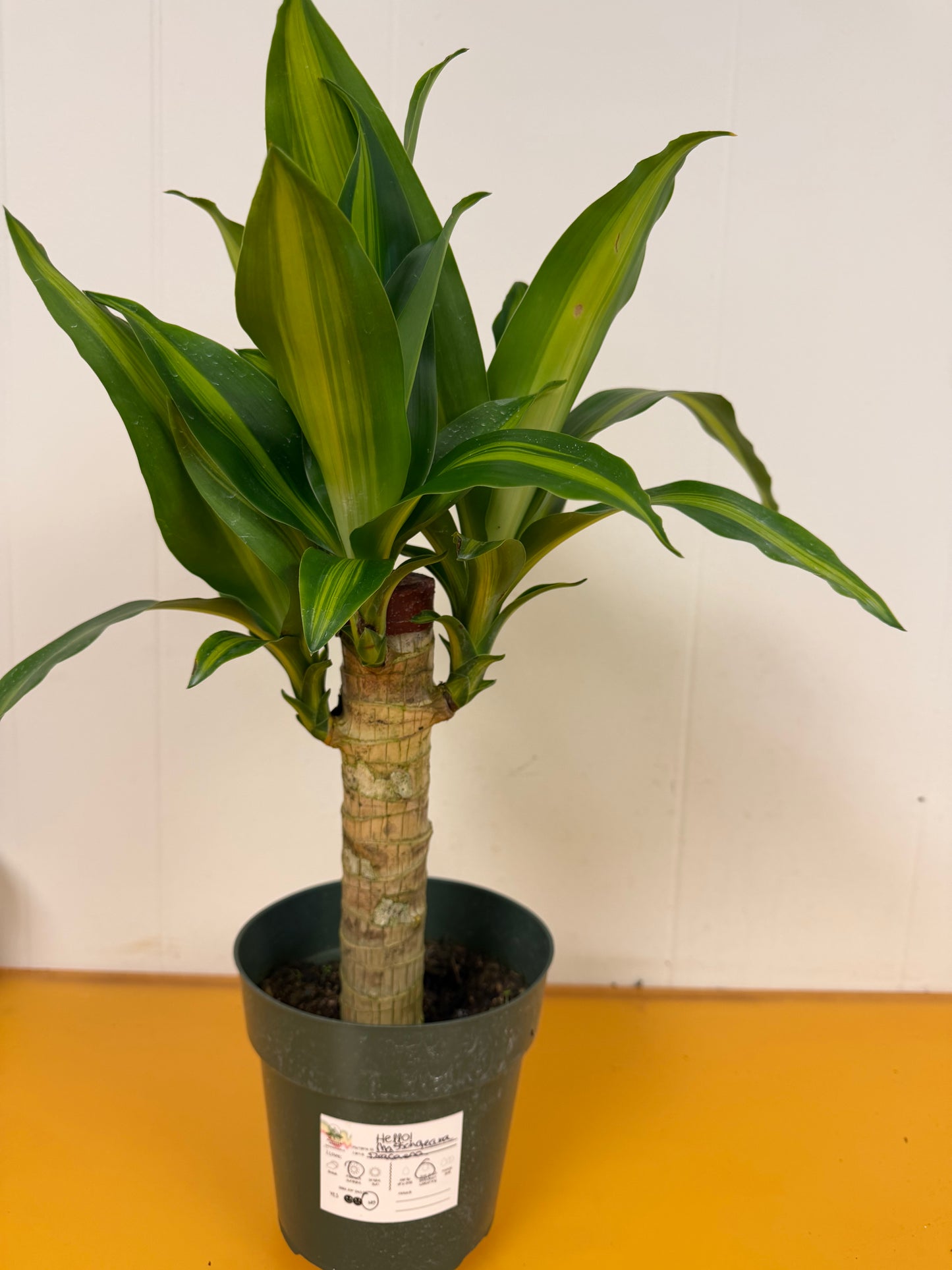 Massangeana Dracaena 6in