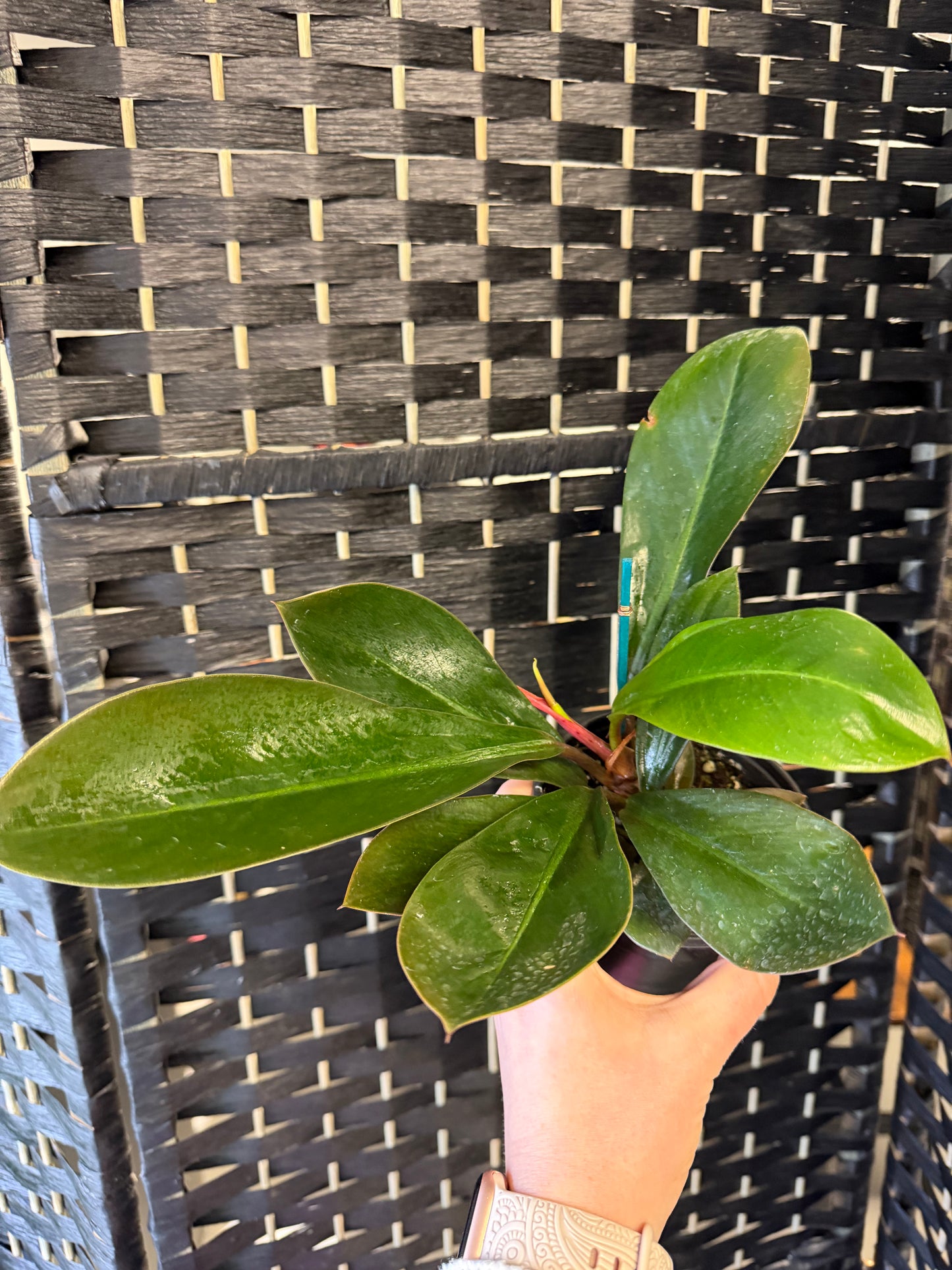 Linnaei Kunth Philodendron