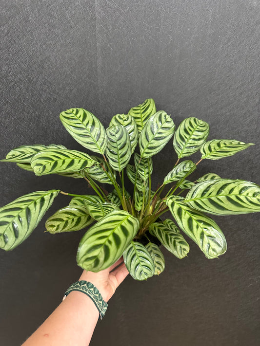 Burle Marx Calathea 4in