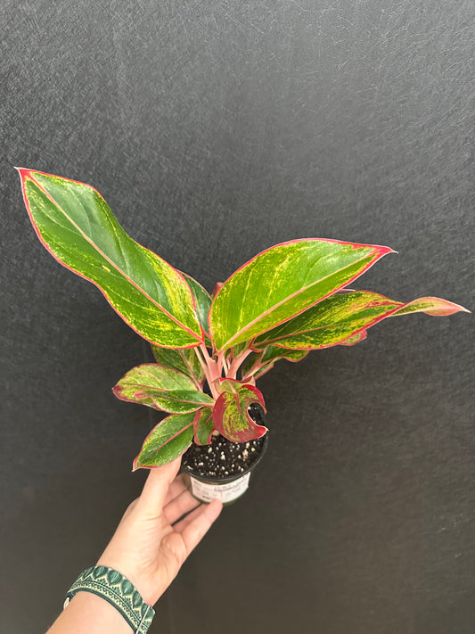 Red Siam Aurea Aglaonema 4in