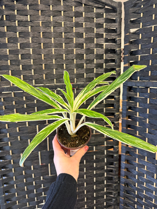Bamboo Aglaonema 4in
