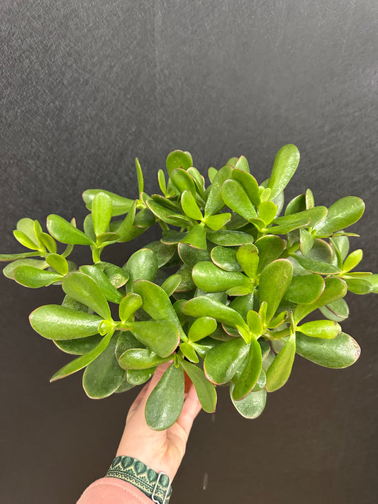 Jade Plant 5in