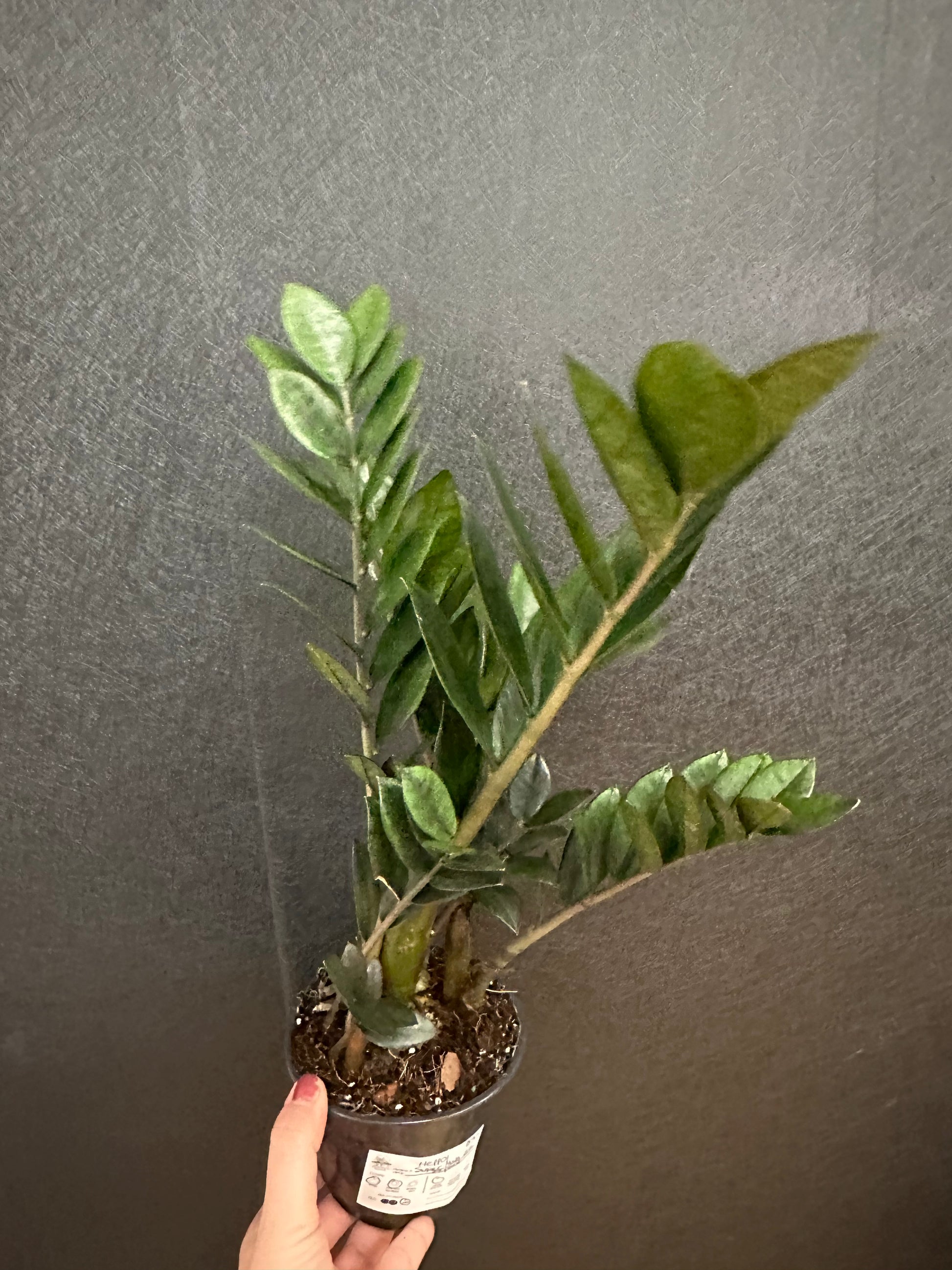 zz plant blossom Super Nova ZZ Plant 5in – Blossom + Branch Houseplants
