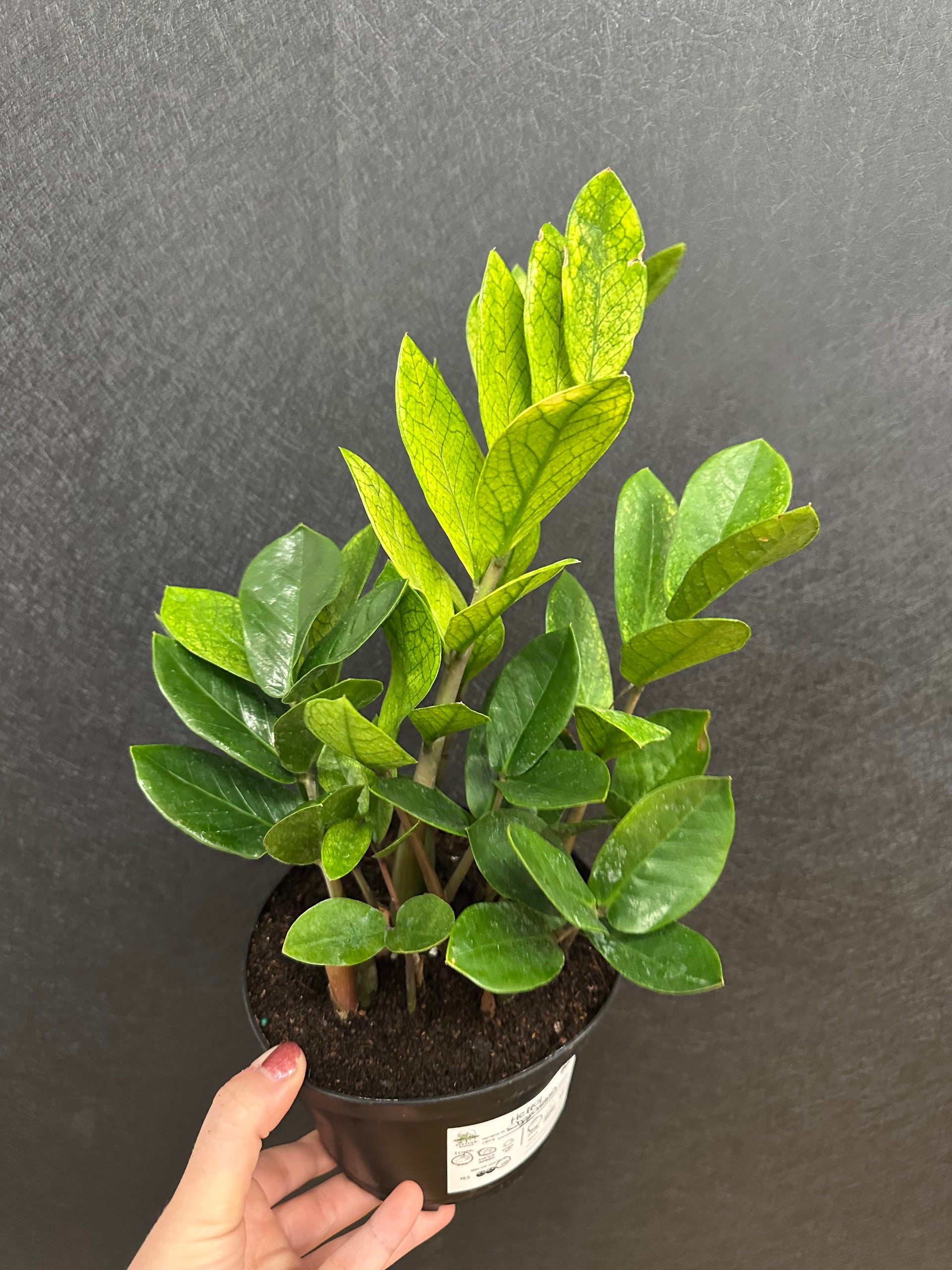 Chameleon ZZ Plant 6in – Blossom + Branch Houseplants