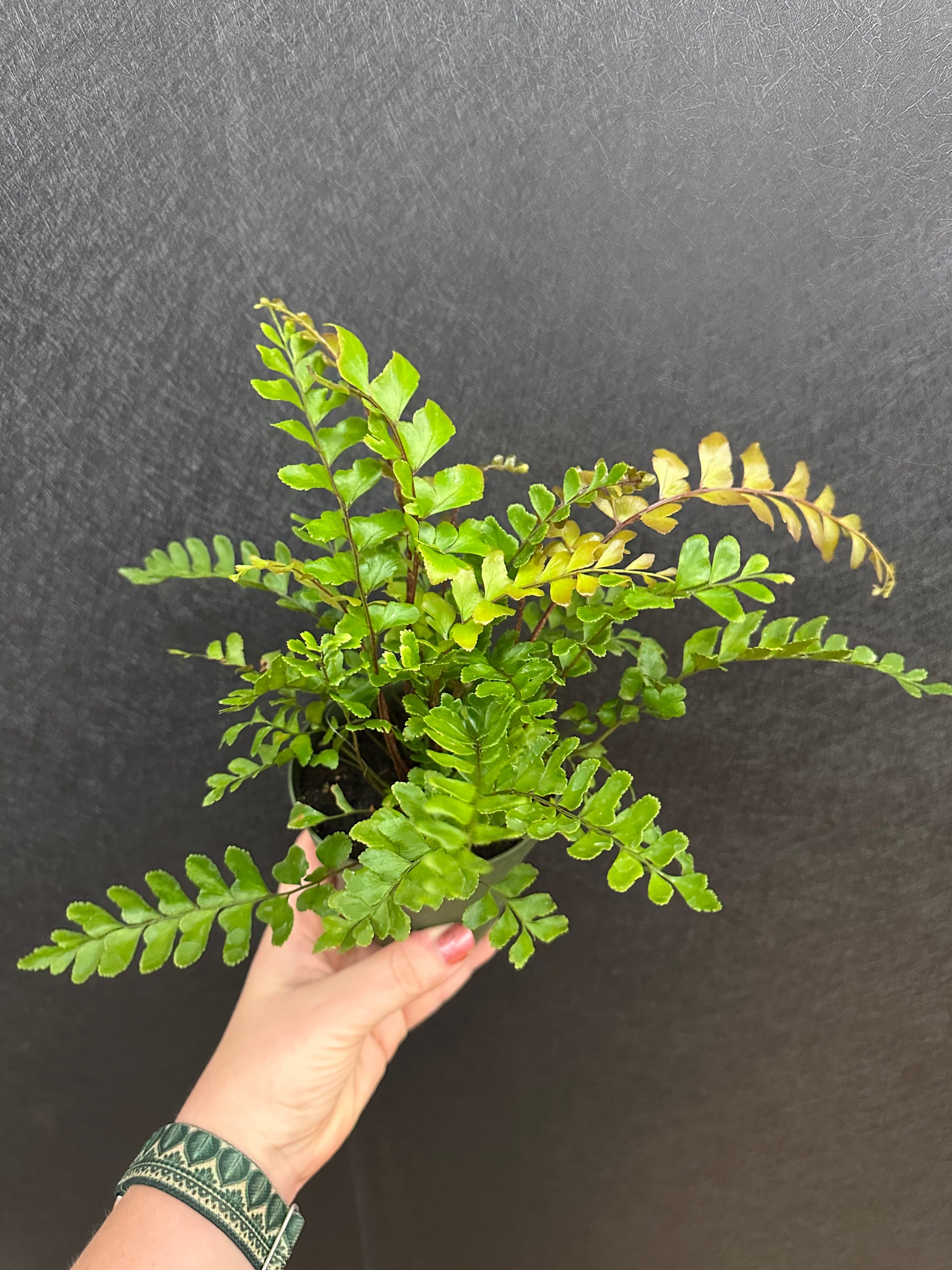 Rosy Maidenhair Fern 4in – Blossom + Branch Houseplants