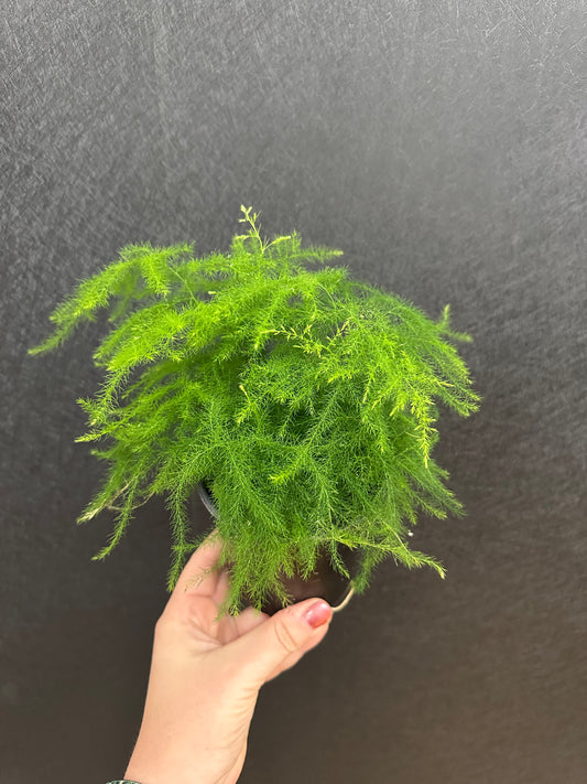 Asparagus Fern 4in