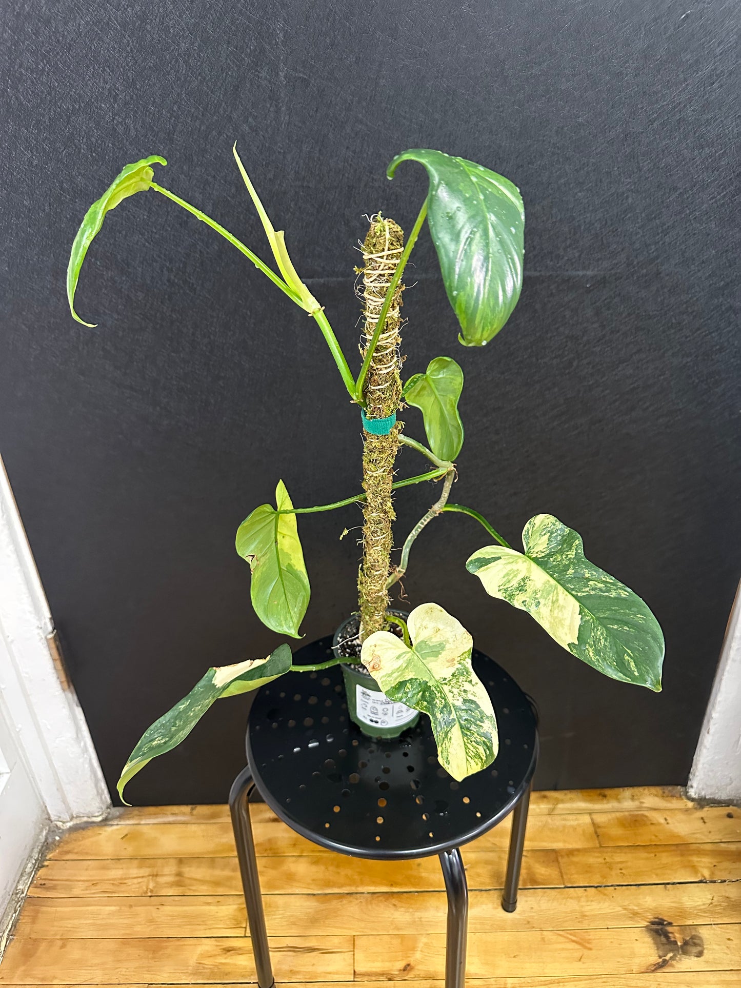 Philodendron Bipennifolium Variegated 4in with pole