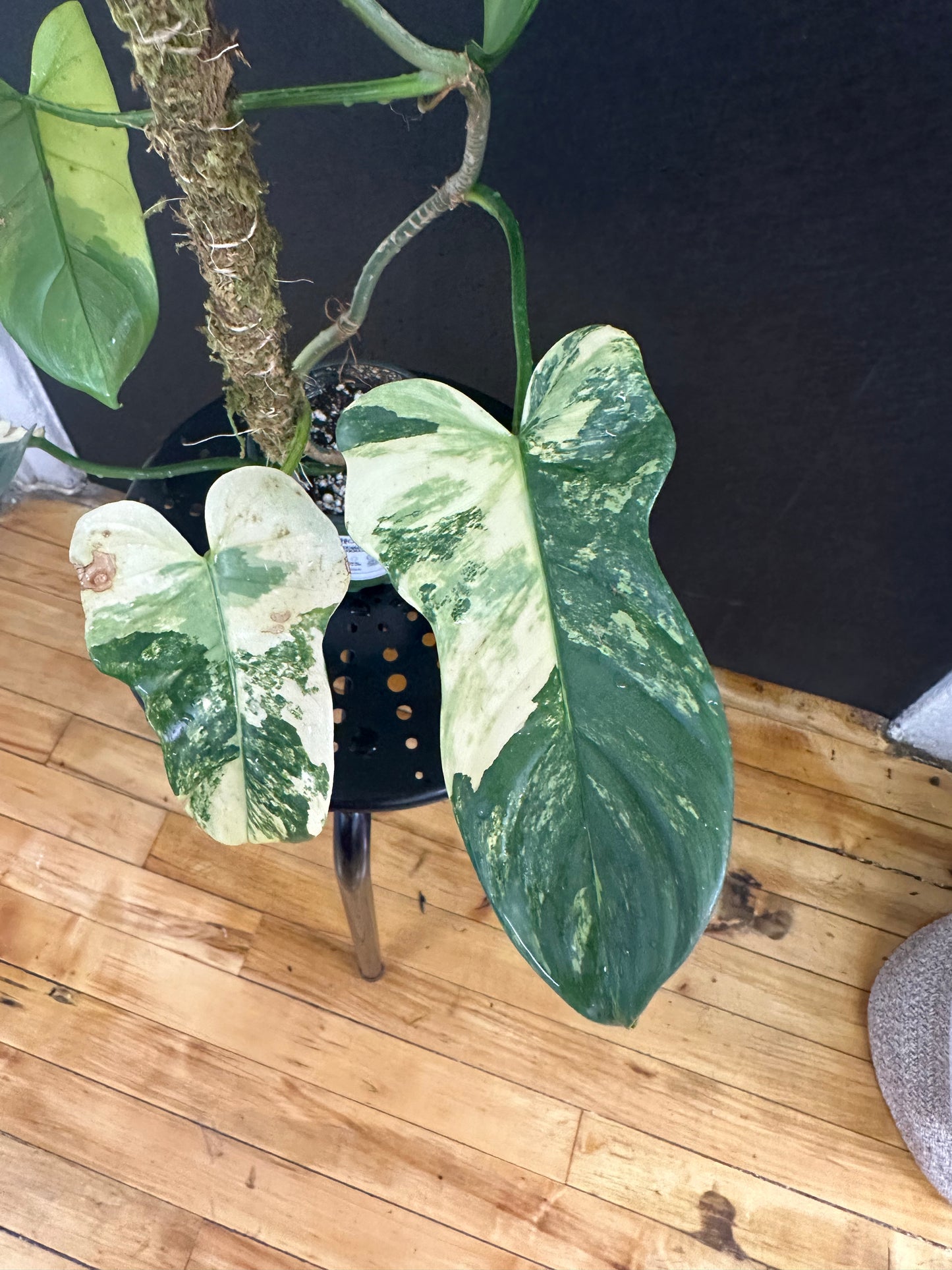 Philodendron Bipennifolium Variegated 4in with pole