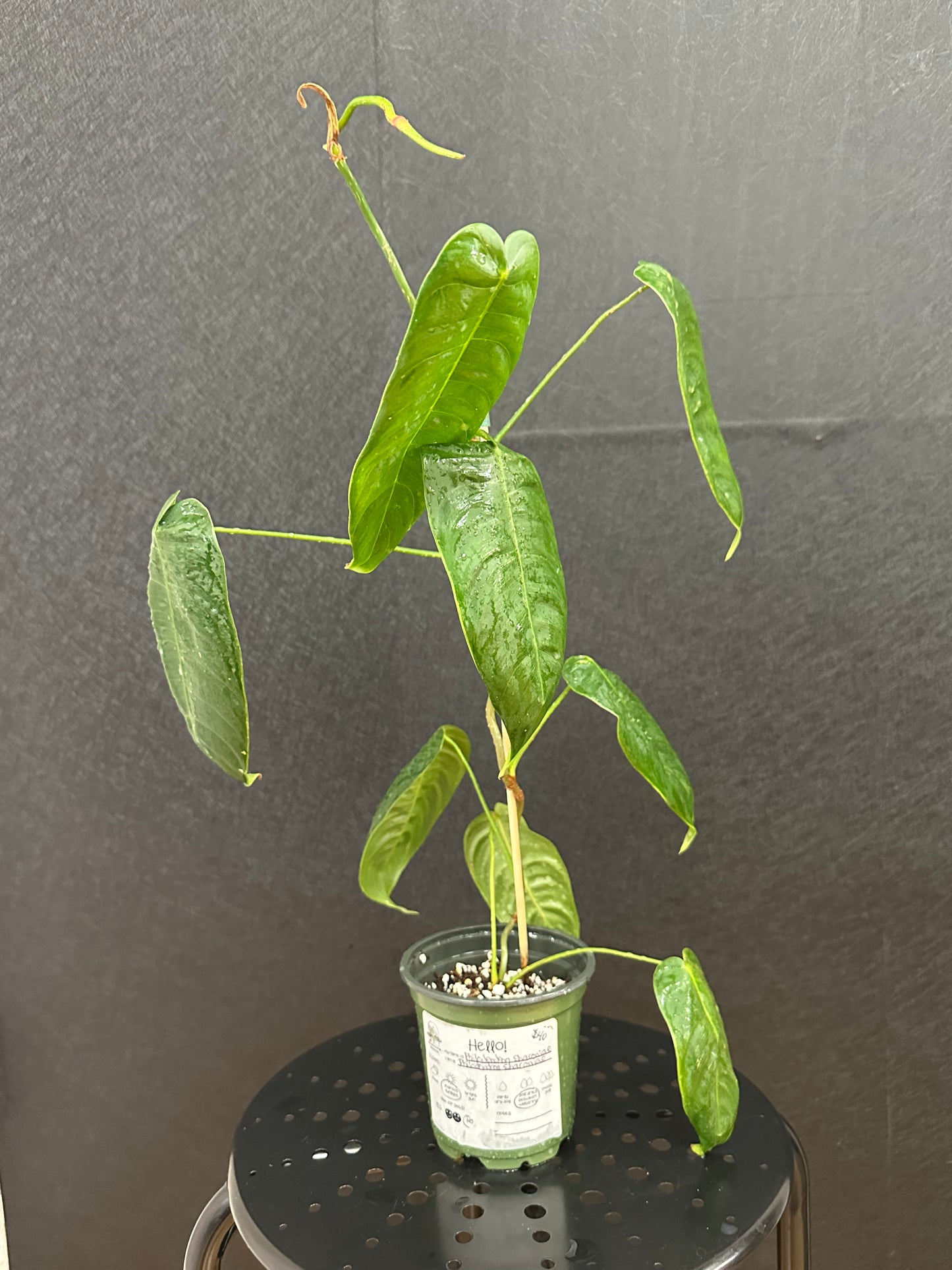 Philodendron Sharoniae 4in