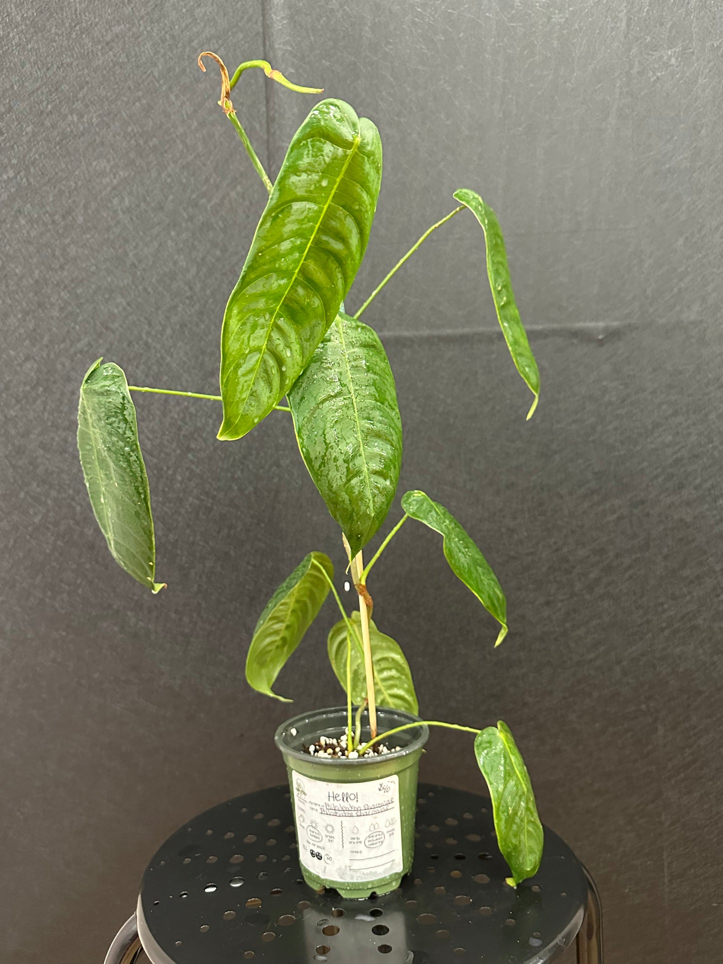 Philodendron Sharoniae 4in