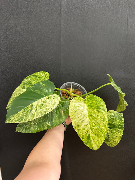 Philodendron Blizzard 6in