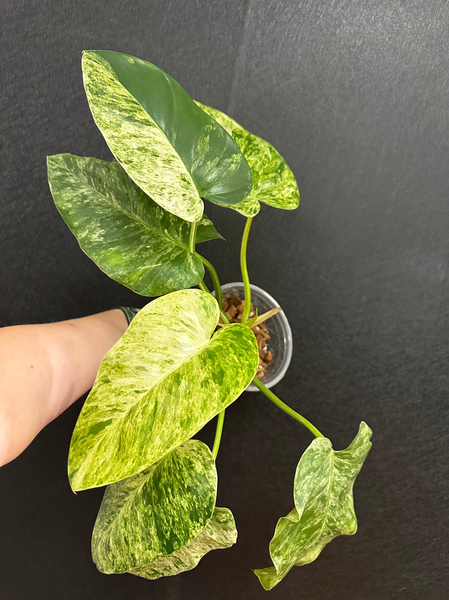 Philodendron Blizzard 6in