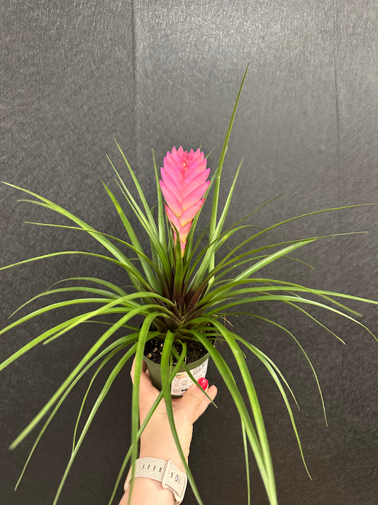 Pink Quill 4in