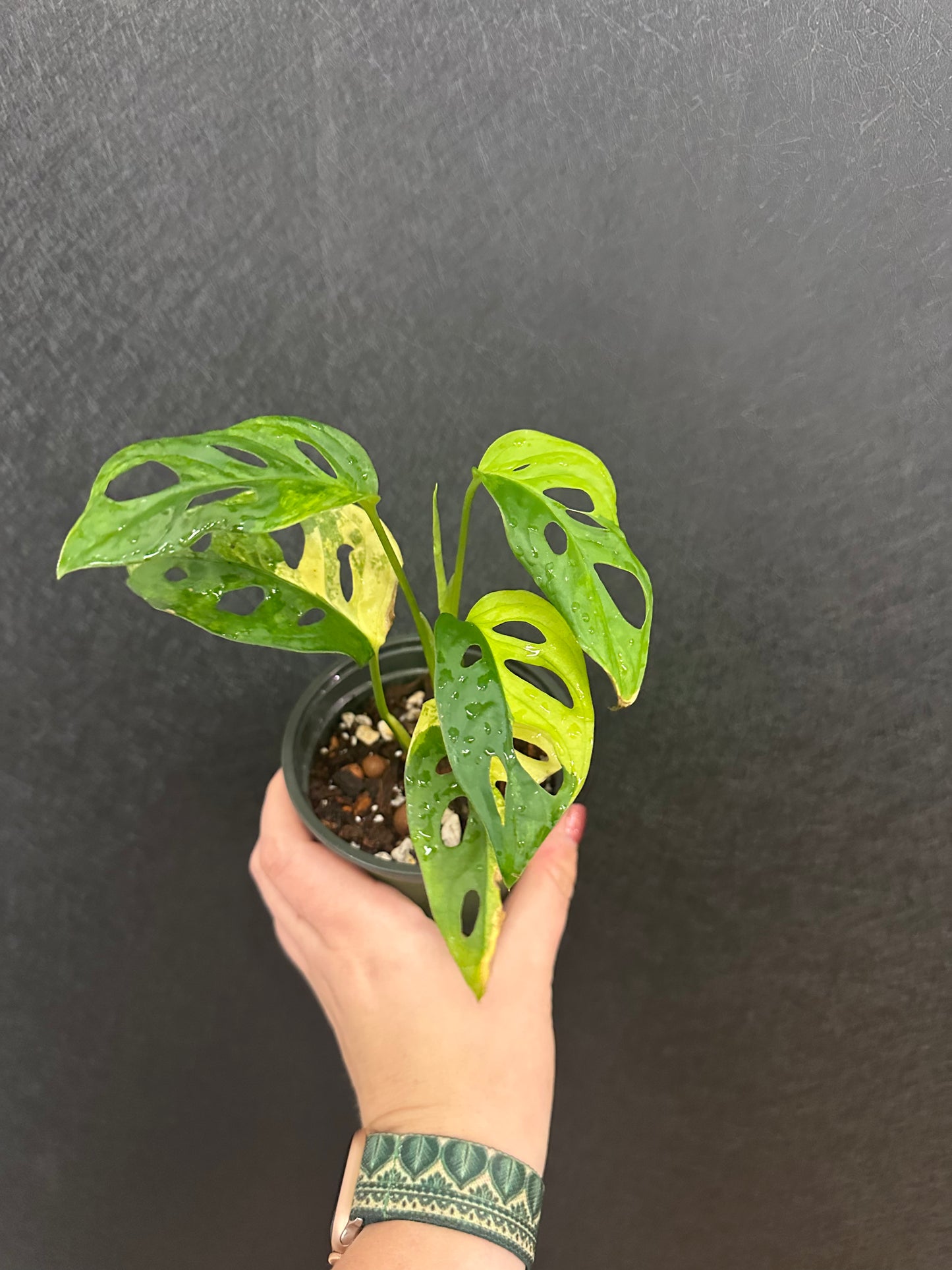 Monstera Adansonii Aurea 4in