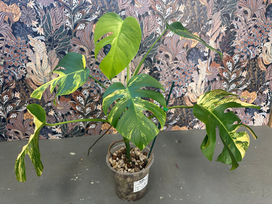 Monstera Aurea Borsigiana Lg 7in