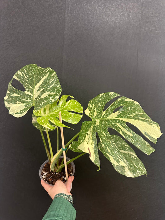 Monstera Creme Burlee 6in