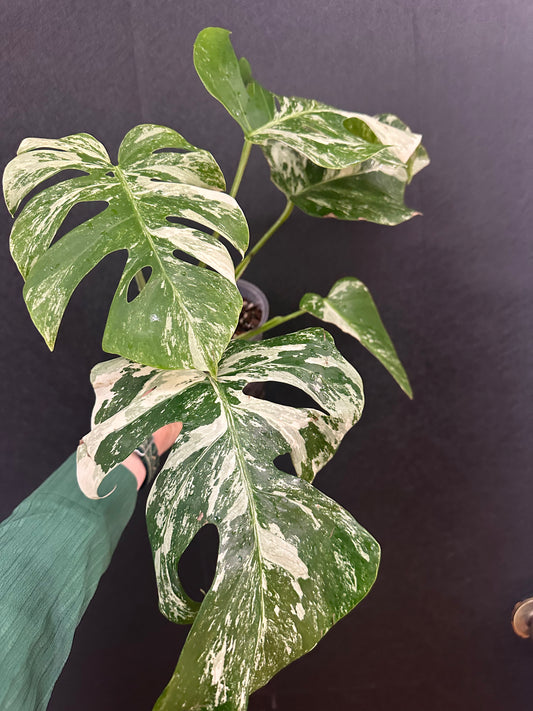 Monstera Borsigiana Albo 6in