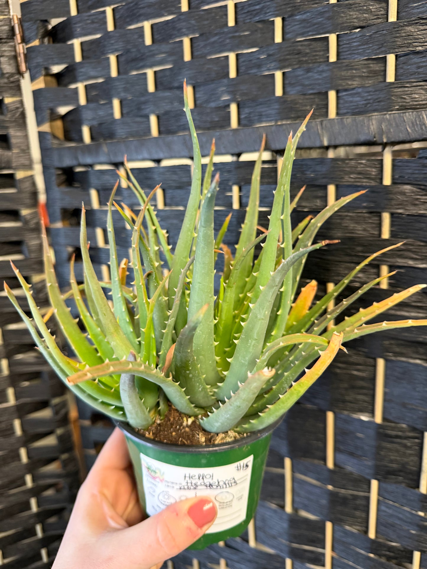 Hedgehog Aloe 4in