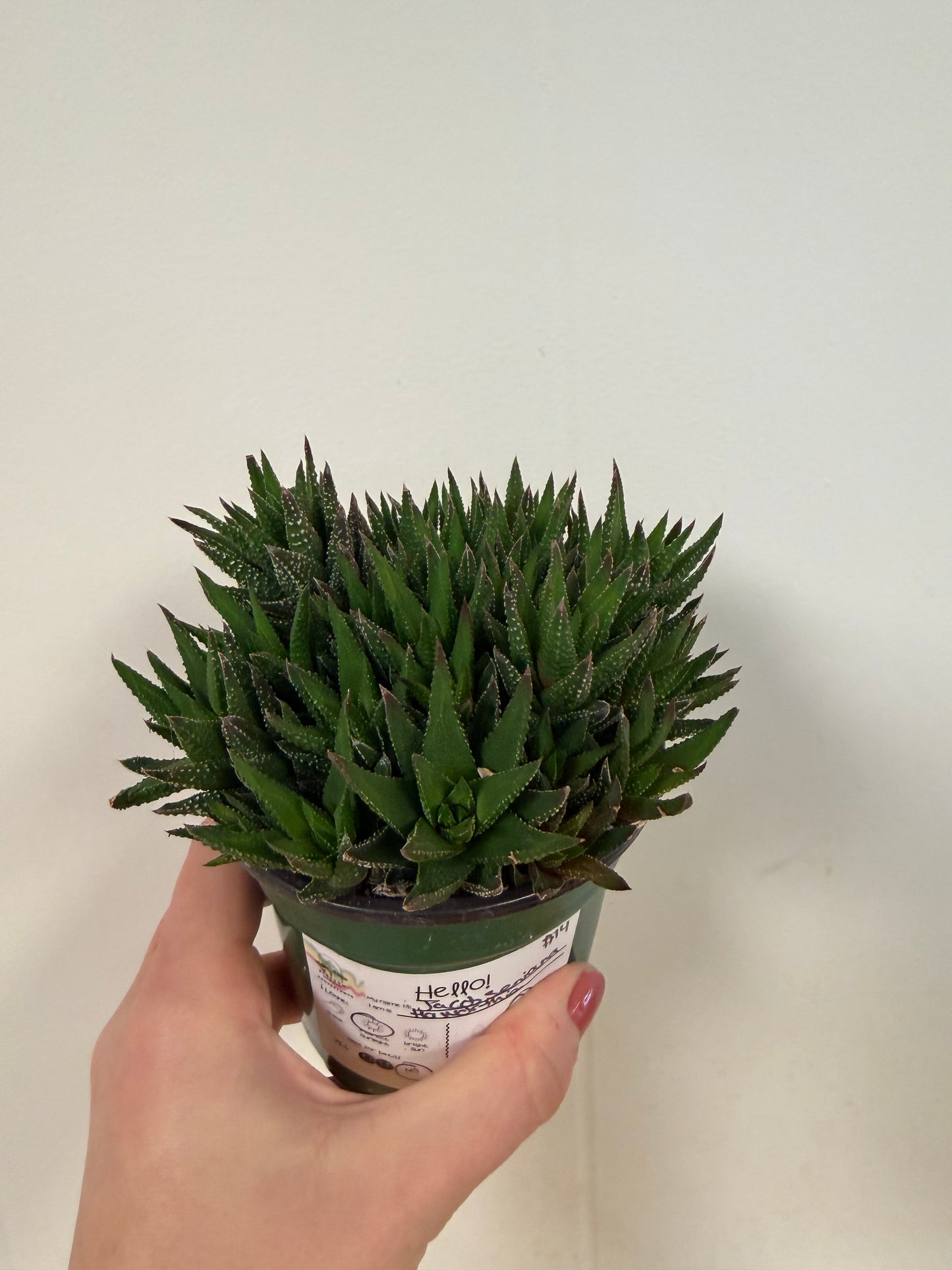Jacobseniana Haworthia 4in