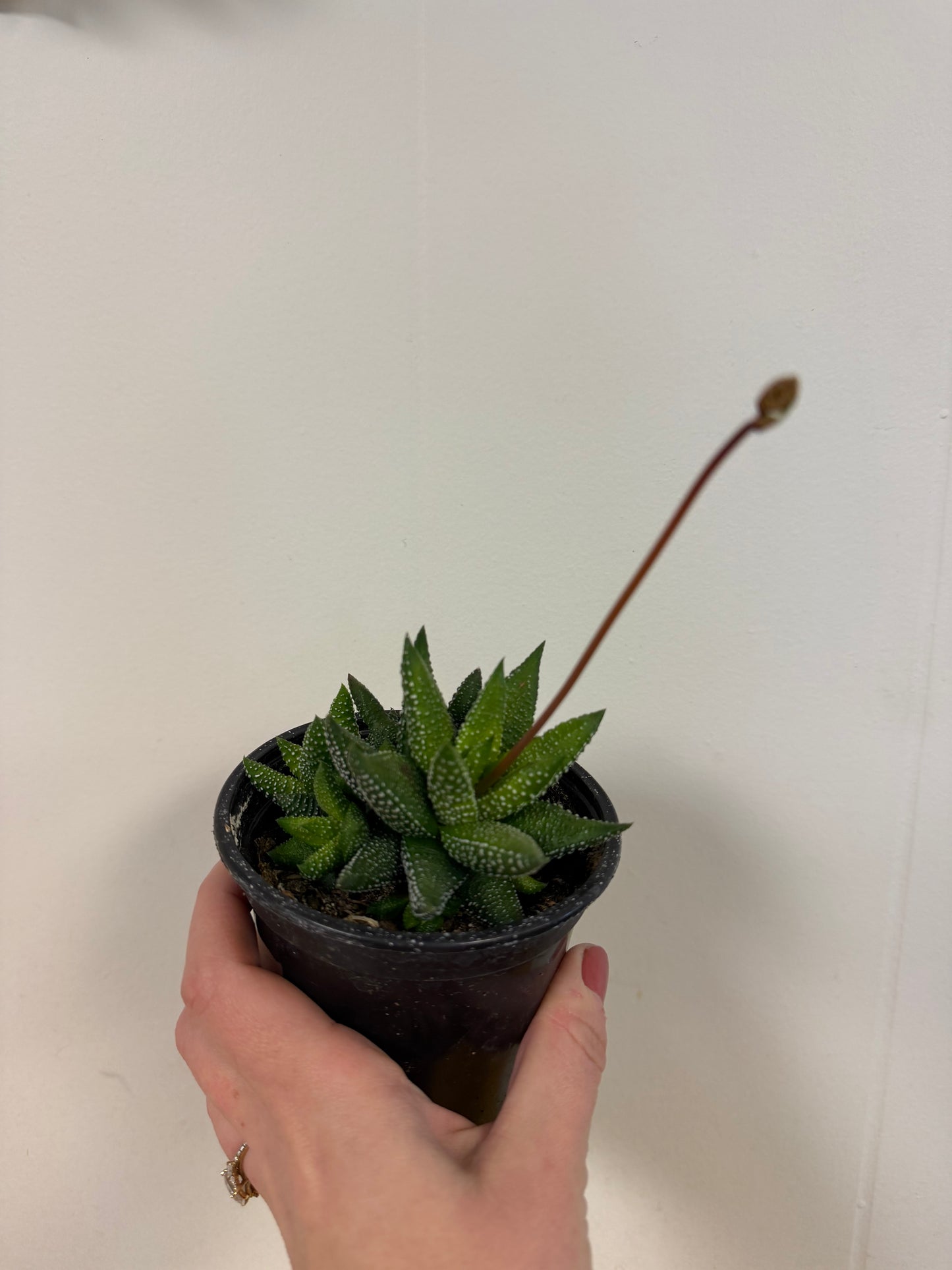 Zebra Haworthia 4in