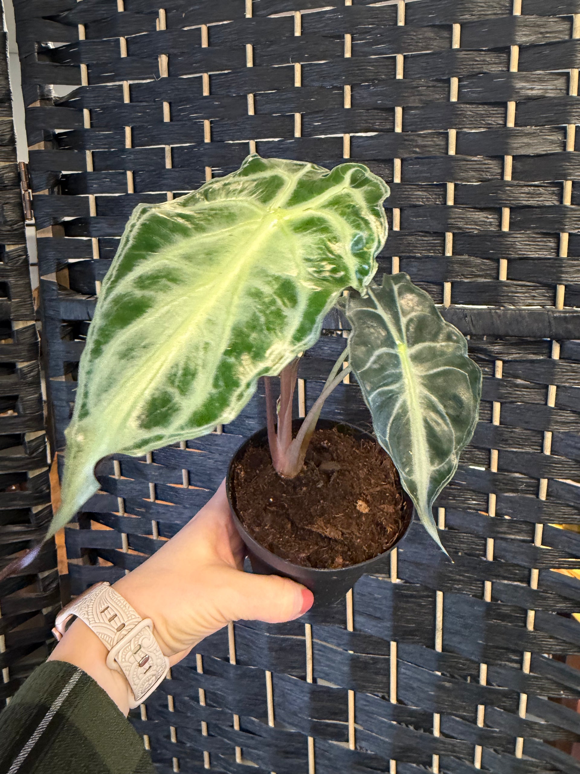 モンステラ・ポトス Alocasia Venom Alocasia Venom – Jolaplants