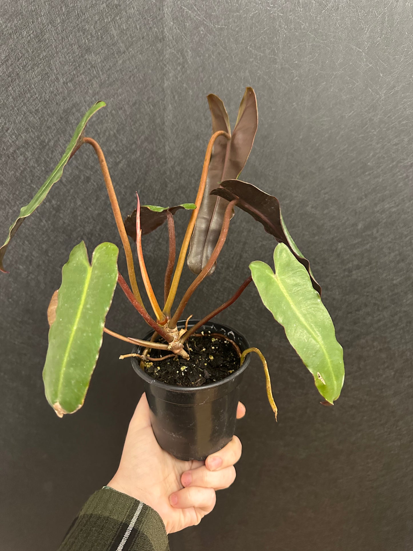 Philodendron Black Billietiae 4in