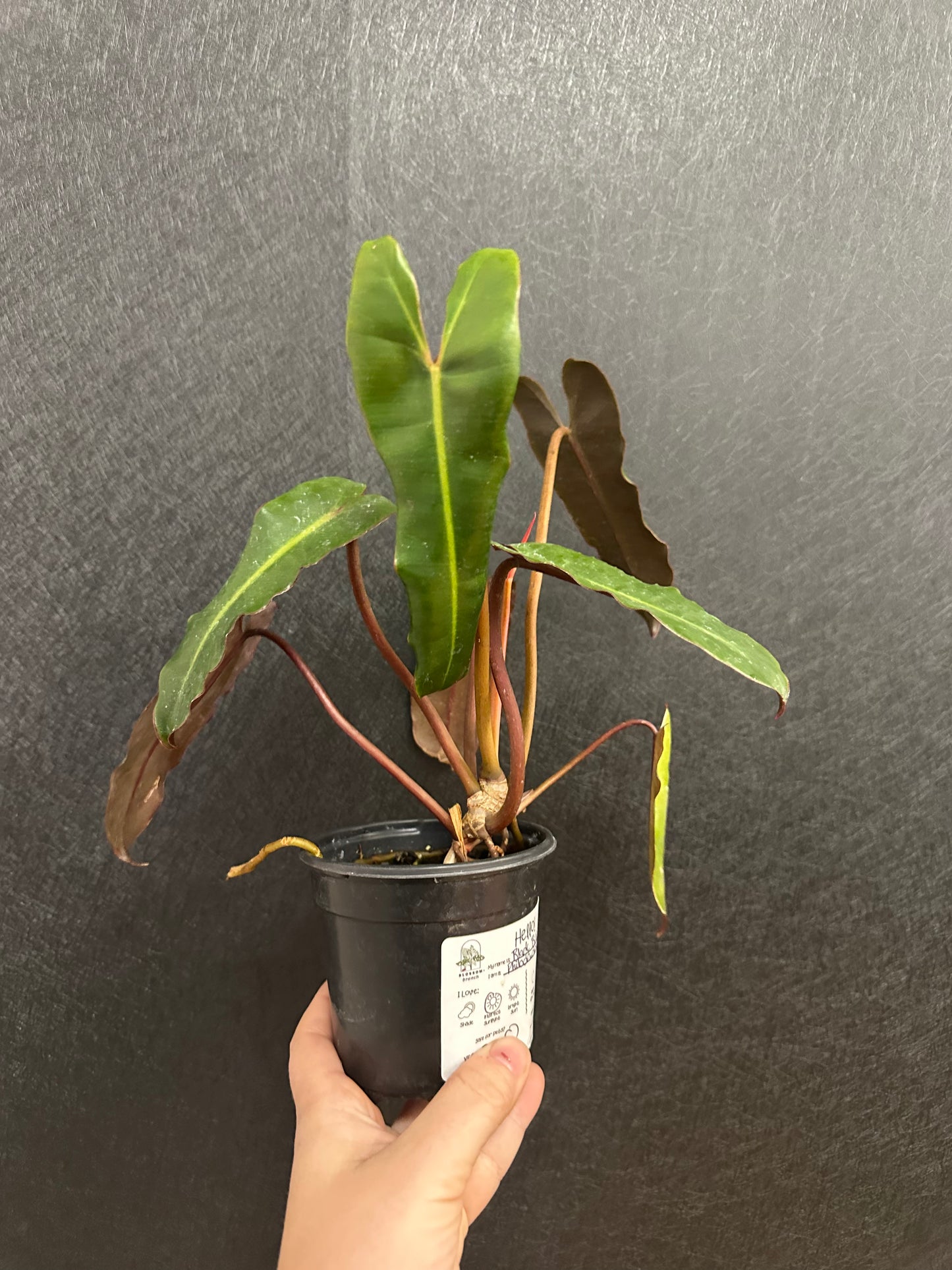 Philodendron Black Billietiae 4in