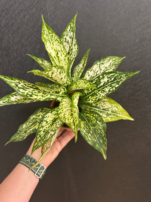 Snow Drift Aglaonema 4in