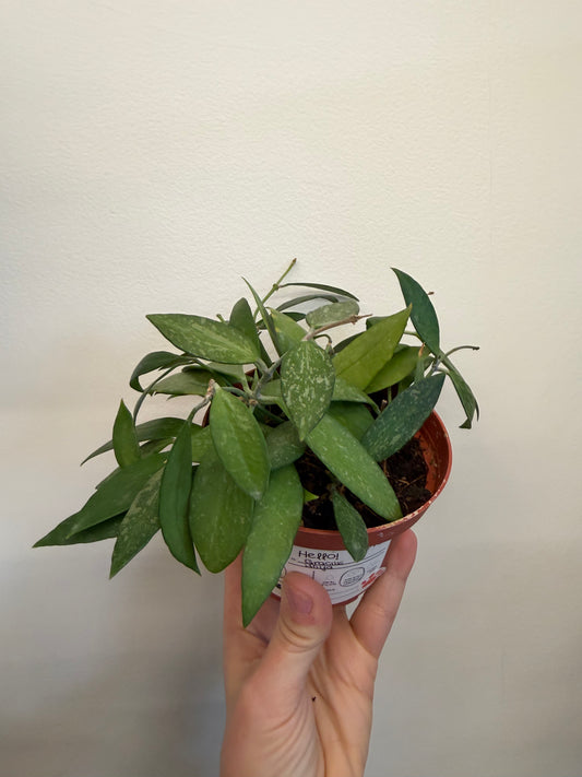 Hoya Gracilis 4in