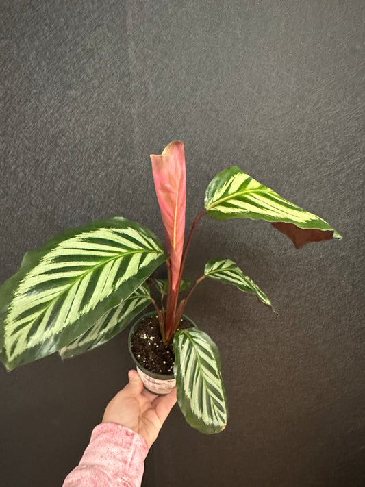 Red Peacock Calathea 4in