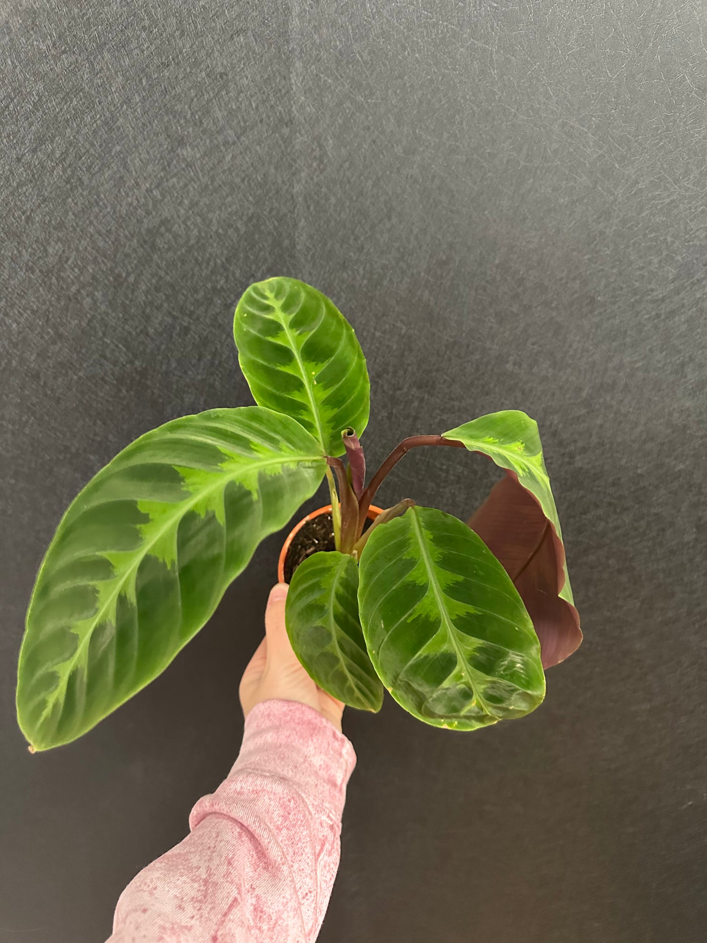 Calathea Warscewiczii 4in