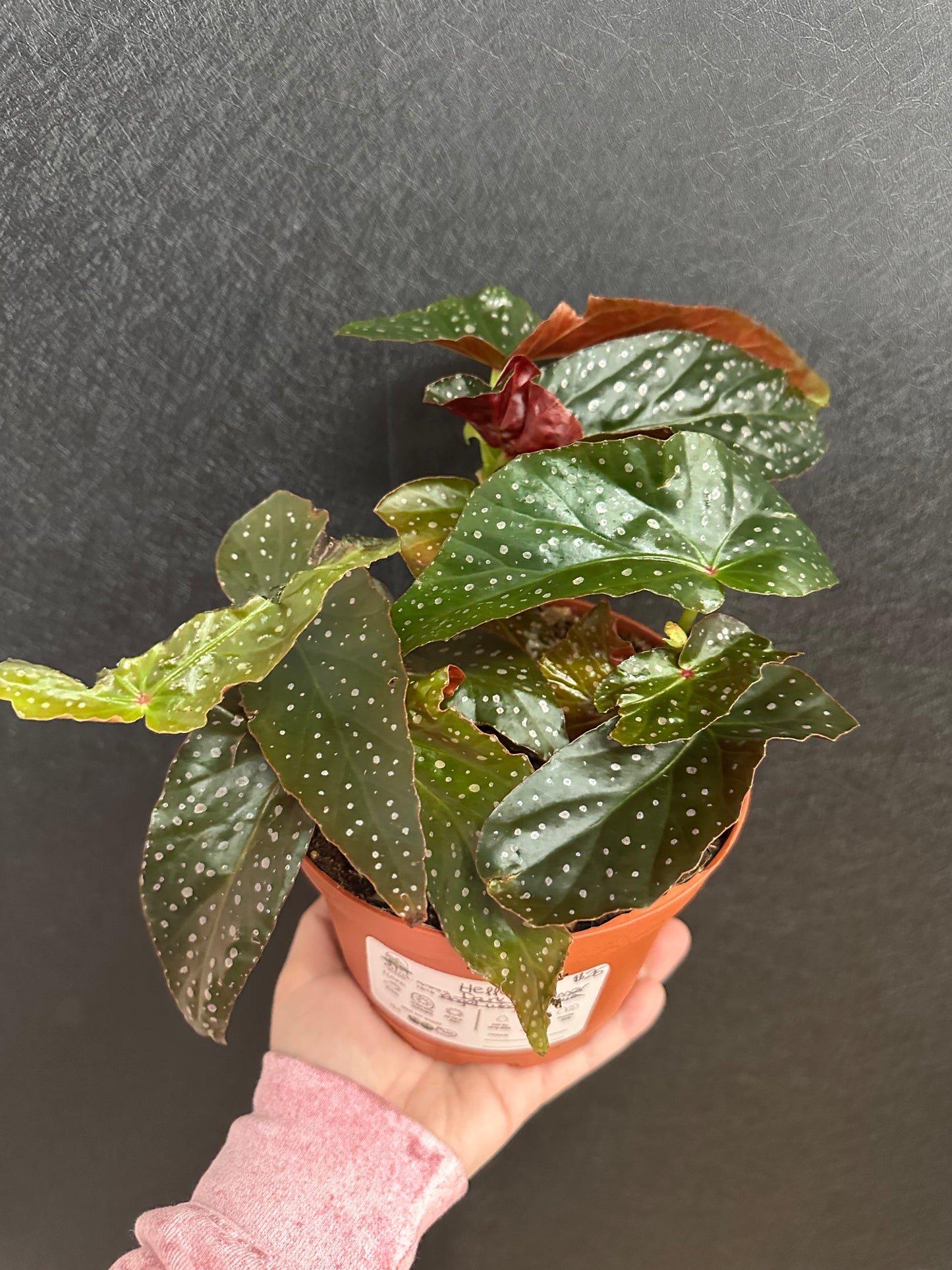 Dark Dreamer Angel Wing Begonia 6in