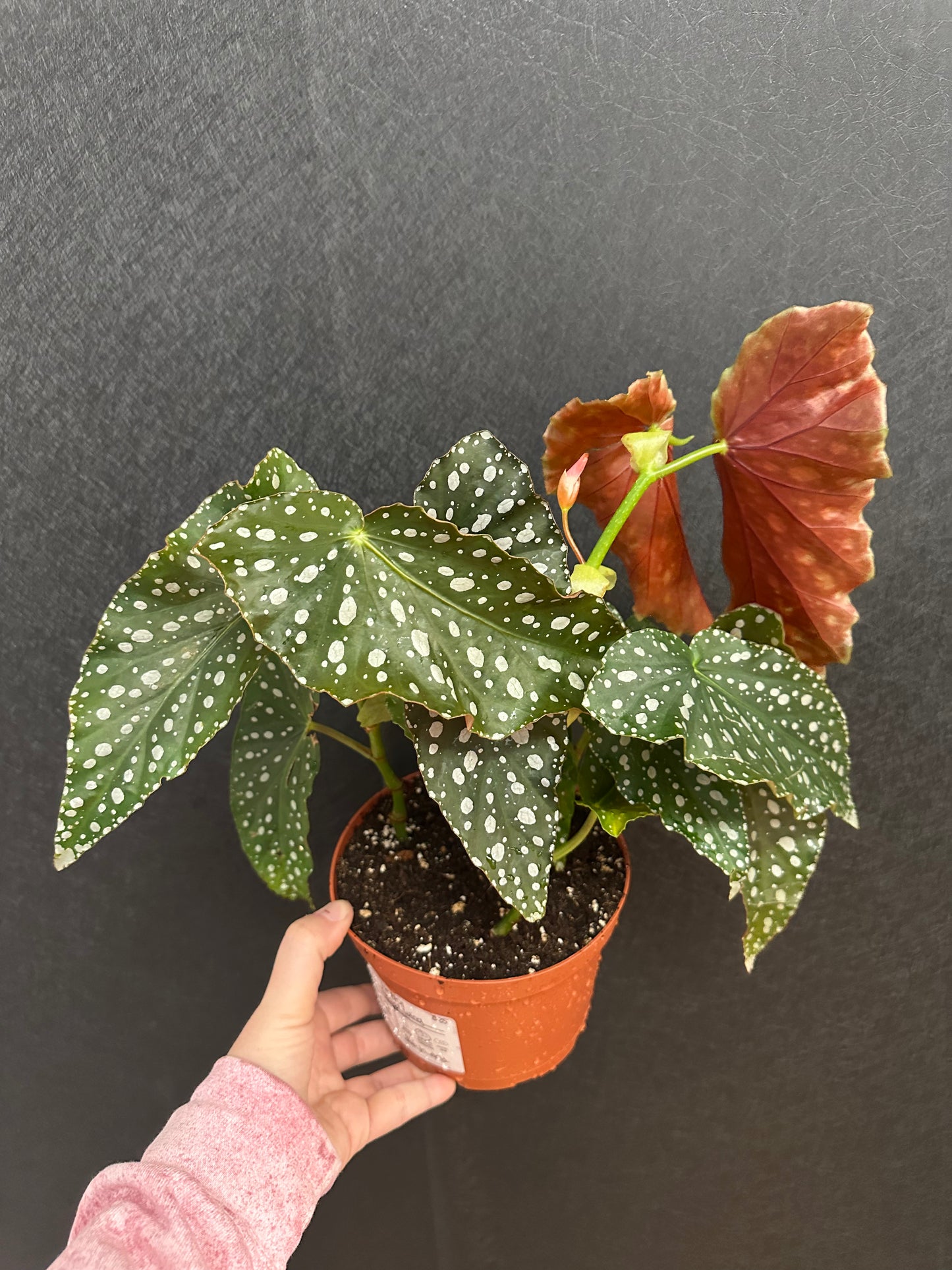 Angel Wing Begonia 6in