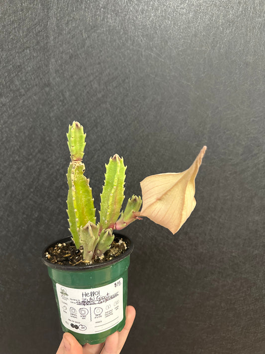 Zulu Giant Stapelia Givenraea